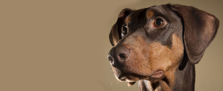 Stilīgs suns ar rudens apģērbu